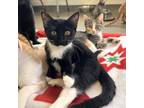 Adopt Peanut a Domestic Shorthair / Mixed cat in Rocky Mount, VA (38760887)