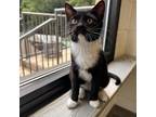 Adopt Pecan a Domestic Shorthair / Mixed cat in Rocky Mount, VA (38760888)