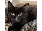 Adopt Gaz a Domestic Shorthair / Mixed cat in Rocky Mount, VA (38863508)
