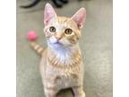 Adopt Trousers a Domestic Shorthair / Mixed cat in Rocky Mount, VA (38872007)