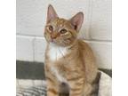 Adopt Dundee a Domestic Shorthair / Mixed cat in Rocky Mount, VA (38804232)