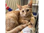 Adopt Nugget a Domestic Shorthair / Mixed cat in Rocky Mount, VA (38714685)
