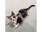 Adopt Lightening a Calico or Dilute Calico Domestic Shorthair / Mixed cat in