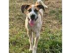 Adopt Meeble a Hound (Unknown Type) / Mixed dog in Rocky Mount, VA (38714679)
