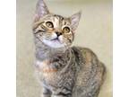 Adopt Turvey a Domestic Shorthair / Mixed cat in Rocky Mount, VA (38898537)