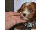 Cavapoo Puppy for sale in Hull, GA, USA