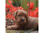 Cavapoo Puppy for sale in Hull, GA, USA