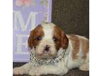 Cavapoo Puppy for sale in Hull, GA, USA
