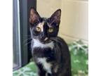 Adopt Cera a Domestic Shorthair / Mixed cat in Rocky Mount, VA (38841913)