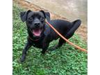 Adopt Bowie a Pug / Beagle / Mixed dog in Rocky Mount, VA (38863501)