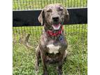 Adopt Patrice a Plott Hound / Mountain Cur / Mixed dog in Potomac, MD (38872042)