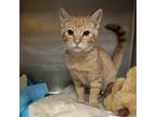 Adopt Simba (Meek) a Orange or Red Domestic Shorthair / Mixed cat in Edinburg