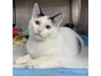 Adopt Young Dolph a White Domestic Shorthair / Mixed cat in Edinburg