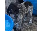 German Shorthaired Pointer Puppy for sale in Newark, OH, USA