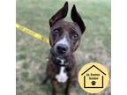 Adopt NAOMI a Pit Bull Terrier, Mixed Breed