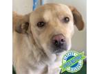 Adopt Nubs a Tan/Yellow/Fawn Labrador Retriever / Mixed Breed (Medium) / Mixed