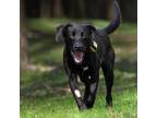 Adopt DONUT a Labrador Retriever, Mixed Breed