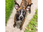 Adopt WASP a Pit Bull Terrier, Beagle