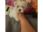 Maltese Puppy for sale in Kutztown, PA, USA