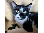 Adopt Oreo Spectra a All Black Domestic Shorthair / Mixed cat in Mission