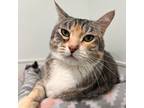 Adopt Bella a Gray or Blue Domestic Shorthair / Mixed cat in Spokane