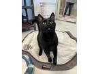 Adopt Rollo a Domestic Shorthair / Mixed cat in Oakland, NJ (38896027)