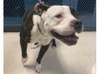 Adopt GLADYS a Pit Bull Terrier