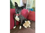 Adopt PEEKA a Pit Bull Terrier, Mixed Breed