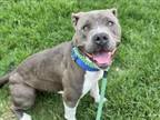 Adopt REBA a Pit Bull Terrier, Mixed Breed