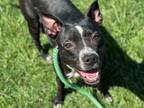 Adopt ADELE a Pit Bull Terrier, Mixed Breed