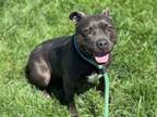 Adopt JELLY BEAN a Pit Bull Terrier