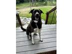 Adopt Evie a Brown/Chocolate Labrador Retriever / Great Pyrenees / Mixed dog in