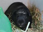 Adopt CUTIE a Guinea Pig (medium coat) small animal in Denver, CO (38731930)