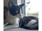 Adopt Pongo a Black & White or Tuxedo Domestic Shorthair / Mixed (short coat)