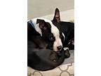 Adopt William a Black - with White Pit Bull Terrier / Mixed dog in Spring