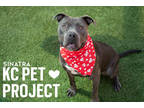 Adopt Sinatra a Gray/Blue/Silver/Salt & Pepper American Pit Bull Terrier / Mixed