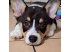 Pembroke Welsh Corgi Puppy for sale in Arlington, TX, USA