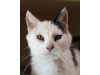Adopt Pepper a White Domestic Mediumhair / Domestic Shorthair / Mixed cat in