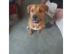 Adopt Jack a Red/Golden/Orange/Chestnut - with White Mutt / Mixed dog in Benton