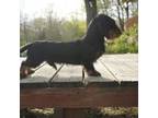 Dachshund Puppy for sale in Auxvasse, MO, USA