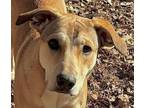 Adopt Roux a Retriever (Unknown Type) / Mixed dog in Barrington, RI (38882442)