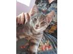 Adopt Claussen a Gray or Blue Domestic Shorthair / Domestic Shorthair / Mixed