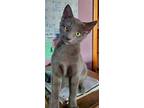 Adopt Nosh a Brown or Chocolate Domestic Shorthair / Domestic Shorthair / Mixed