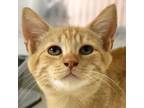 Adopt Auto a Orange or Red Domestic Shorthair / Domestic Shorthair / Mixed cat