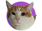 Adopt Sikowitz a Orange or Red Domestic Shorthair / Domestic Shorthair / Mixed