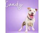 Adopt Candy a White - with Tan, Yellow or Fawn Pit Bull Terrier / Mixed dog in