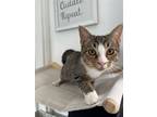 Adopt Grumpy a Brown Tabby Domestic Mediumhair / Mixed (medium coat) cat in
