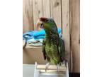 Adopt Vinnie a Green Amazon bird in Inverness, FL (38835276)