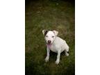 Adopt Jolene a Mixed Breed (Medium) / Mixed dog in St. Francisville