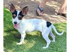 Adopt Calliope a Tricolor (Tan/Brown & Black & White) Terrier (Unknown Type